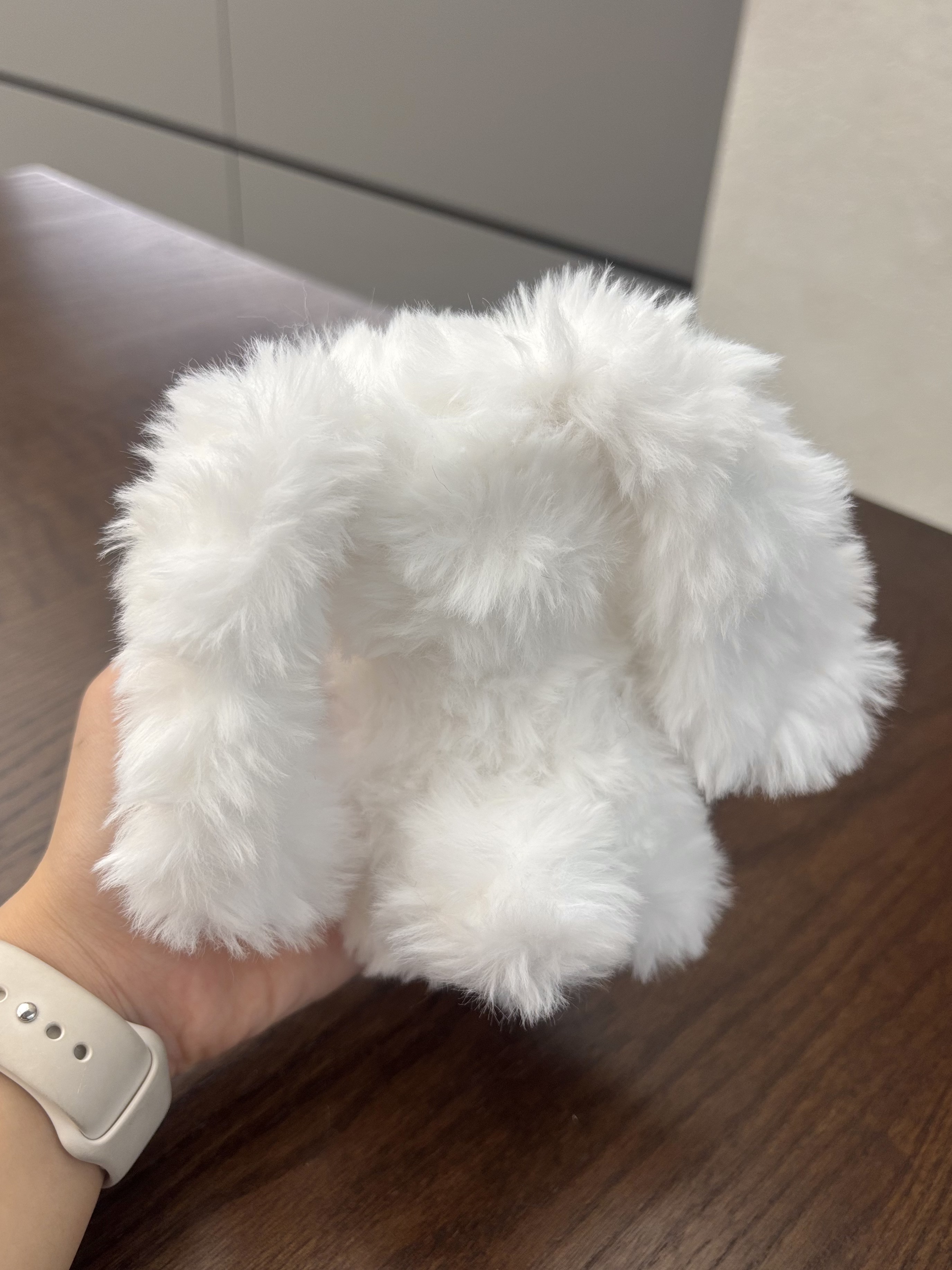 Lop Rabbit 10